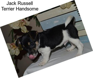 Jack Russell Terrier Handsome