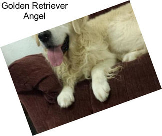 Golden Retriever Angel