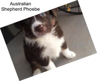 Australian Shepherd Phoebe