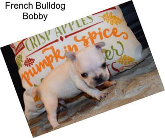 French Bulldog Bobby
