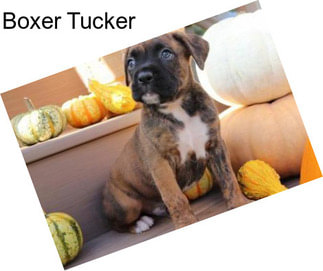 Boxer Tucker