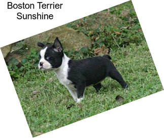 Boston Terrier Sunshine
