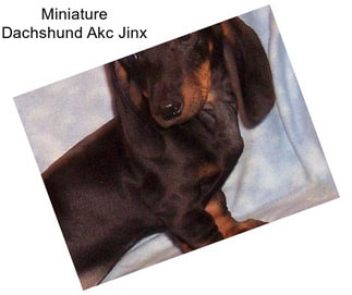 Miniature Dachshund Akc Jinx