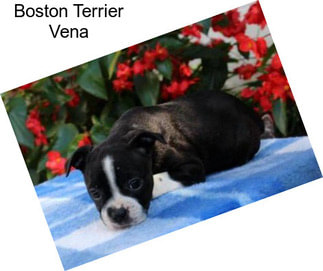 Boston Terrier Vena