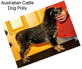 Australian Cattle Dog Polly