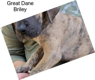 Great Dane Briley