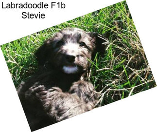 Labradoodle F1b Stevie