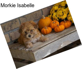 Morkie Isabelle