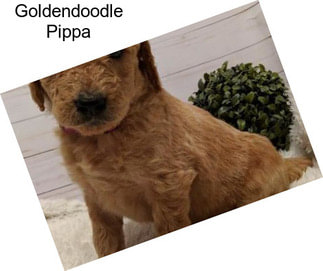 Goldendoodle Pippa
