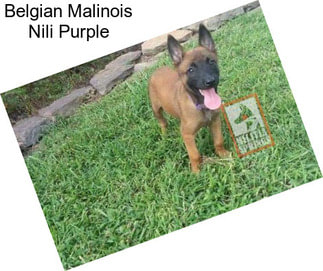 Belgian Malinois Nili Purple