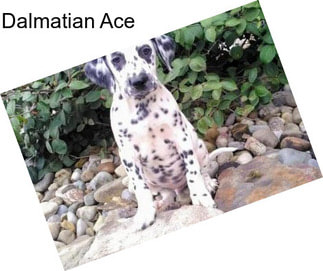Dalmatian Ace