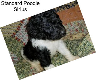 Standard Poodle Sirius
