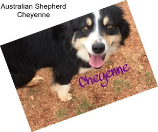 Australian Shepherd Cheyenne