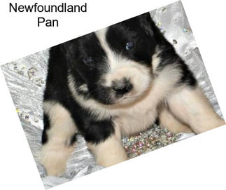 Newfoundland Pan