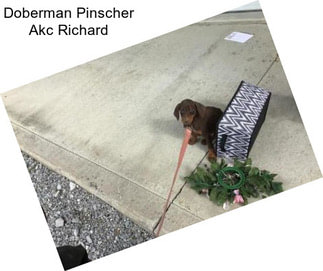 Doberman Pinscher Akc Richard