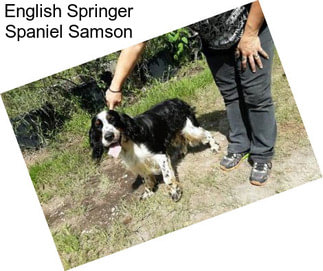 English Springer Spaniel Samson