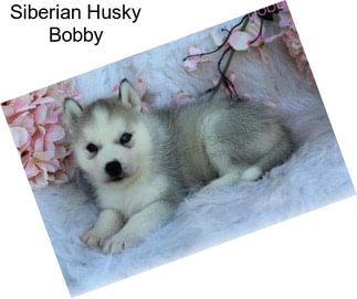 Siberian Husky Bobby