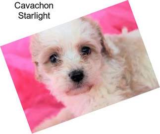 Cavachon Starlight