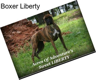 Boxer Liberty