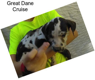 Great Dane Cruise