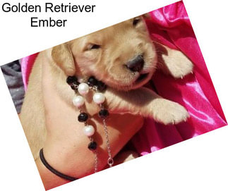 Golden Retriever Ember