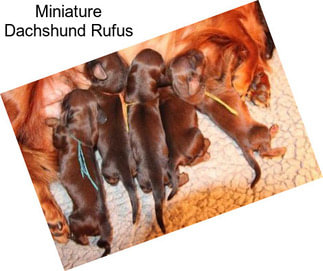 Miniature Dachshund Rufus