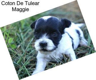 Coton De Tulear Maggie