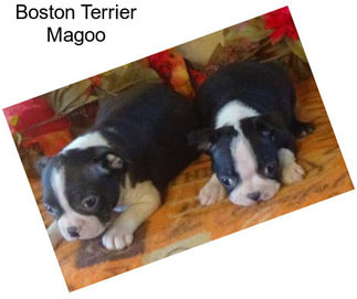 Boston Terrier Magoo