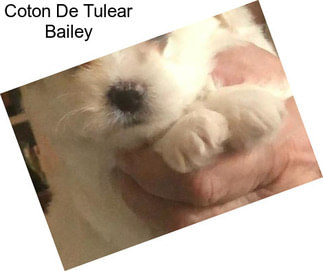 Coton De Tulear Bailey