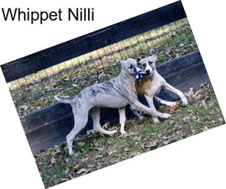Whippet Nilli
