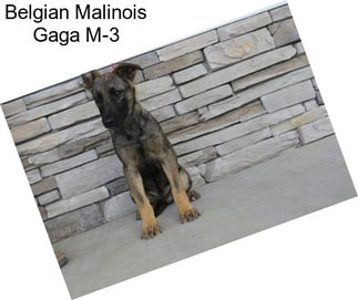 Belgian Malinois Gaga M-3