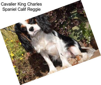 Cavalier King Charles Spaniel Calif Reggie