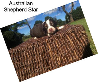 Australian Shepherd Star