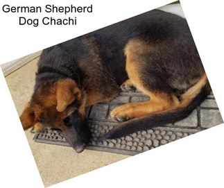 German Shepherd Dog Chachi