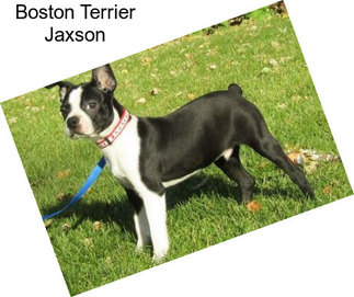 Boston Terrier Jaxson