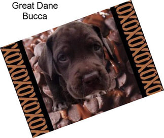 Great Dane Bucca