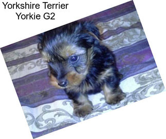 Yorkshire Terrier Yorkie G2