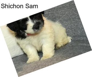 Shichon Sam
