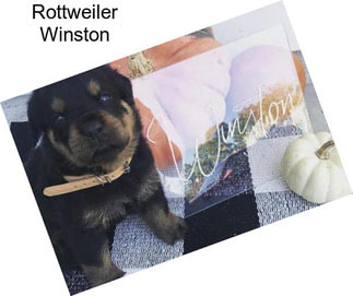 Rottweiler Winston