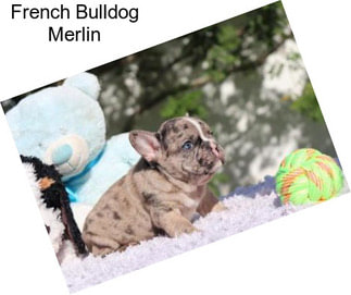 French Bulldog Merlin