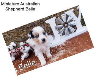 Miniature Australian Shepherd Belle