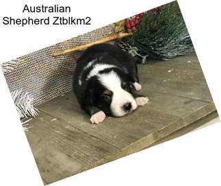 Australian Shepherd Ztblkm2