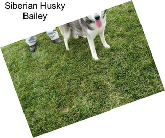 Siberian Husky Bailey
