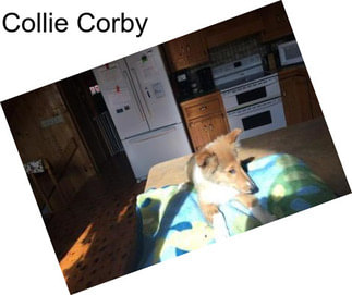 Collie Corby