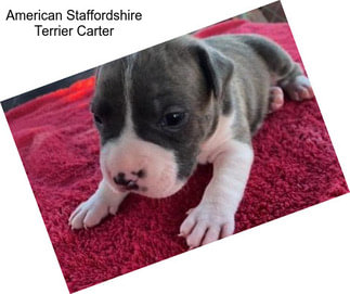 American Staffordshire Terrier Carter