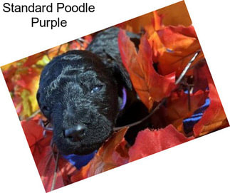 Standard Poodle Purple
