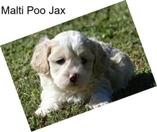 Malti Poo Jax