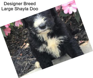 Designer Breed Large Shayla Doo