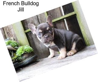French Bulldog Jill