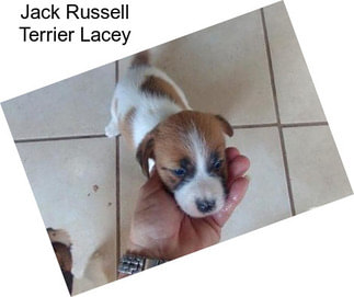 Jack Russell Terrier Lacey